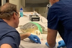 Manicotti Sea Turtle Eye Surgery