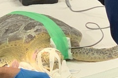 Manicotti Sea Turtle Eye Surgery