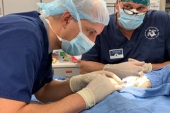 Manicotti Sea Turtle Eye Surgery
