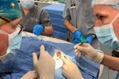 Manicotti Sea Turtle Surgery