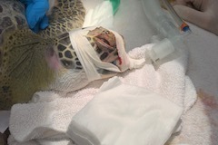 Manicotti Sea Turtle Eye Surgery